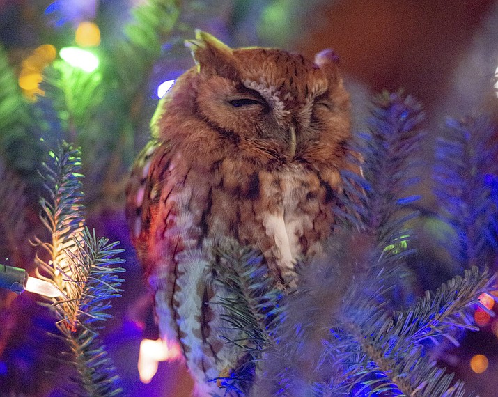 This photo provided by Billy Newman Photography shows an owl nestled in a Christmas tree that belongs to Katie McBride Newman in Newnan, Ga. (Billy Newman Photography via AP)