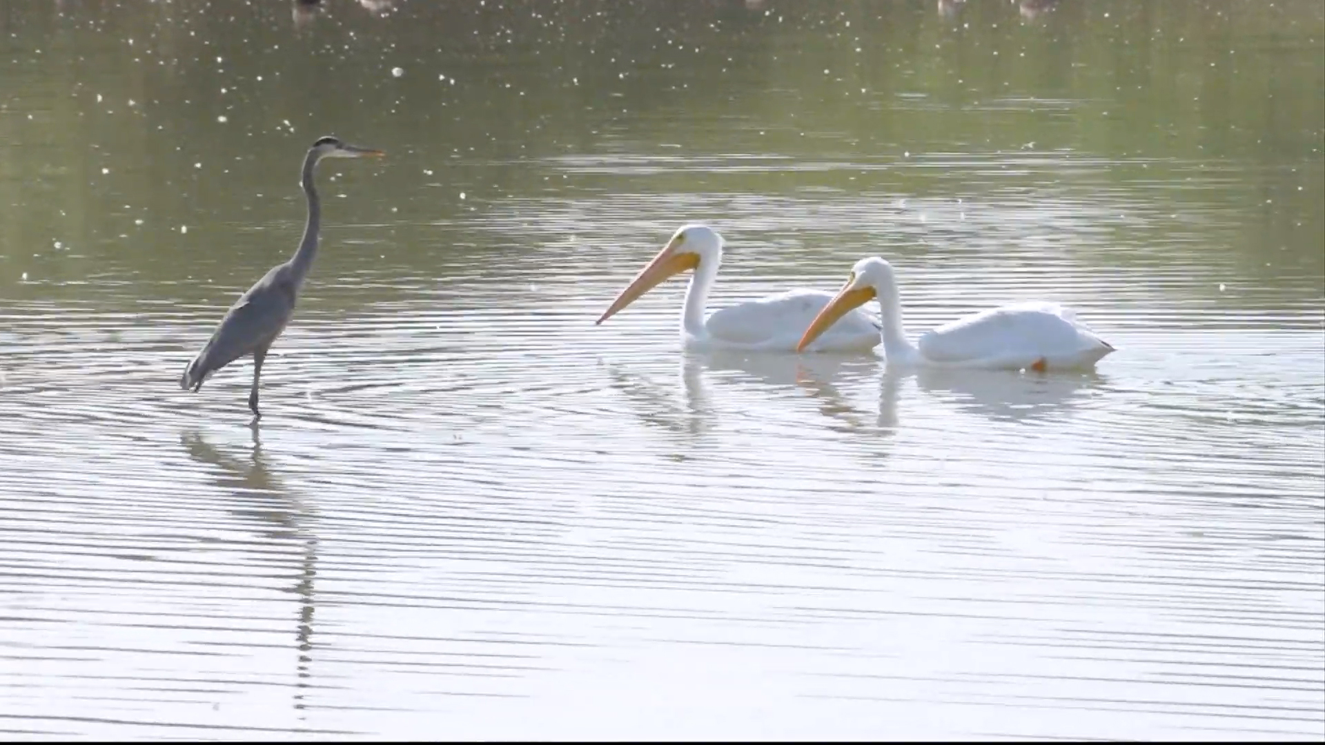 Snowbirds Why are white pelicans wintering in Arizona? The Daily