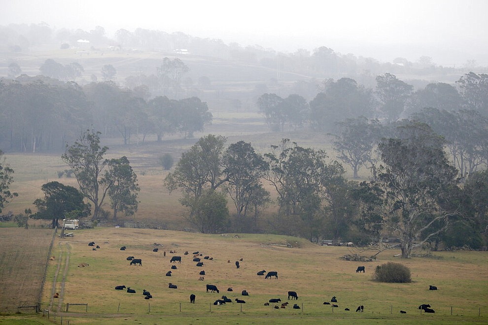 Smoke and rain mist mix in air as cattle graze below burnt grass fields near Milton, Australia, Sunday, Jan. 5, 2020. The deadly wildfires, which have been raging since September, have already burned about 5 million hectares (12.35 million acres) of land and destroyed more than 1,500 homes. (AP Photo/Rick Rycroft)