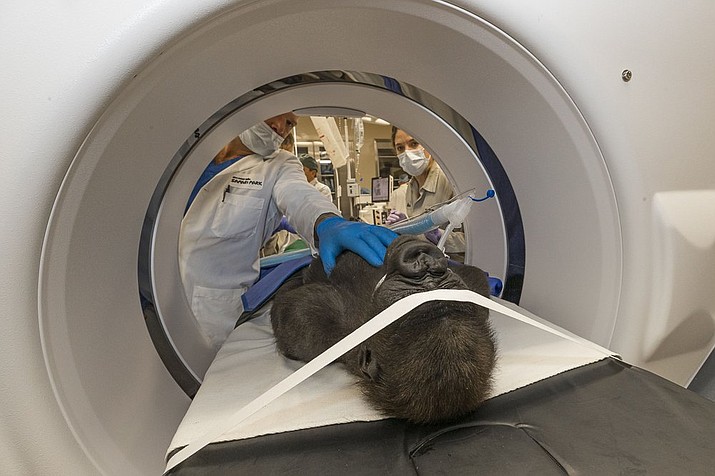 In this 2019 photo provide by San Diego Zoo Global, Chris W. Heichel, MD, a cataract surgery specialist at Shiley Eye Institute at UC San Diego Health, and his team examine Leslie, a western lowland gorilla, in a machine at the San Diego Zoo Safari Park's Paul Harter Veterinary Medical Center in San Diego. A cataract was removed on Dec. 10 from the left eye of the 3-year-old western lowland gorilla who lives at the San Diego Zoo Safari Park, the park announced Monday, Jan. 6, 2020. (Ken Bohn/San Diego Zoo Global via AP)