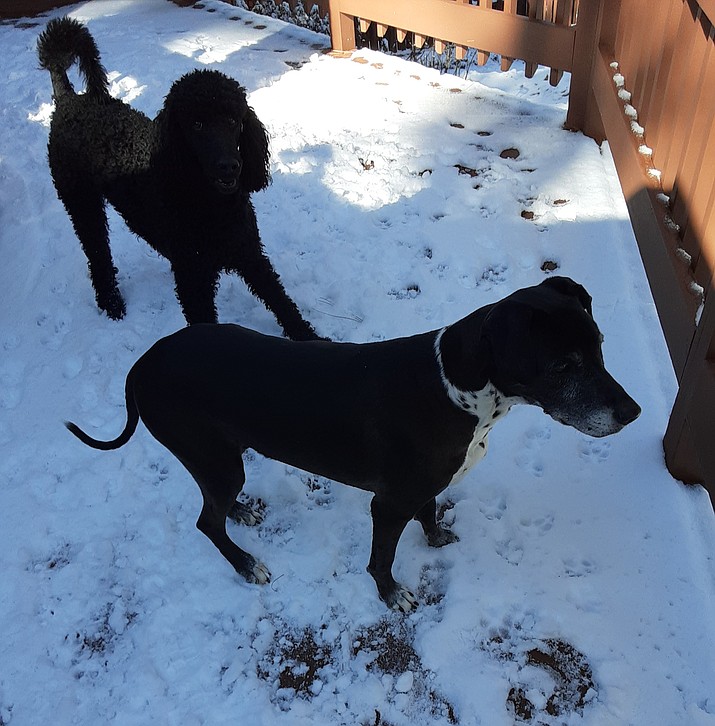 BoJay and Lacy are eager for their walk regardless of the snow and cold temps. (Christy Powers/Courtesy)