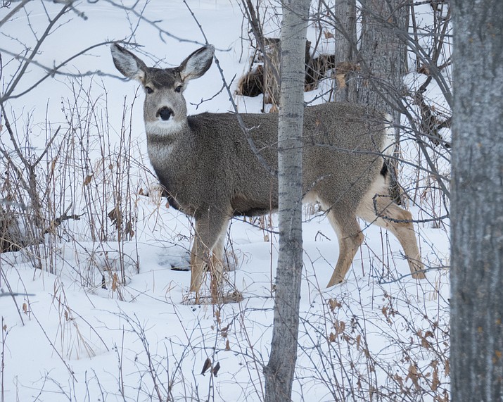 Authorities Seeking Information About Two Mule Deer Poached On Arizona ...