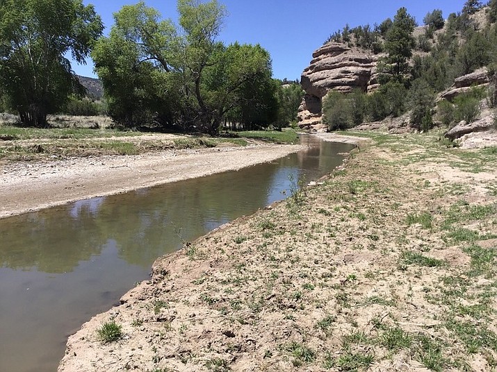 Years of stream side grazing by trespass cattle leave the San Francisco River in the Gila National Forest devoid of vegetation. Willows, cottonwoods, and alders fail to get established and critical riparian habitat is lost. (photo/Center for Biological Diversity)