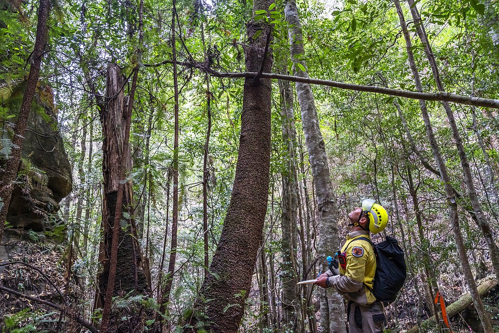 In this photo taken early Jan. 2020, and provided Thursday, Jan. 16, 2020, by the New South Wales National Parks and Wildlife Service, NSW National Parks and Wildlife Service personnel inspect Wollemi pine trees in the Wollemi National Park, New South Wales, Australia. Specialist firefighters have saved the world’s last remaining wild stand of a prehistoric tree from wildfires that razed forests west of Sydney. (NSW National Parks and Wildfire Service via AP)