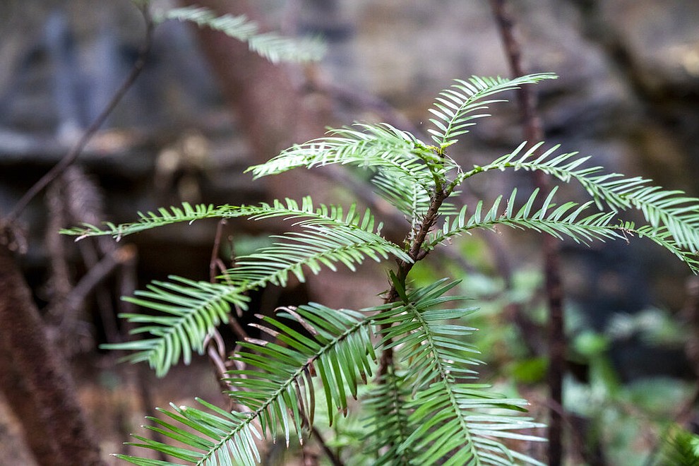 In this photo taken early January 2020, and provided Thursday, Jan. 16, 2020, by the NSW National Parks and Wildlife Service, a Wollemi pine tree sapling grows on the forest floor in the Wollemi National Park, New South Wales, Australia. Specialist firefighters have saved the world’s last remaining wild stand of a prehistoric tree from wildfires that razed forests west of Sydney. (NSW National Parks and Wildfire Service via AP)