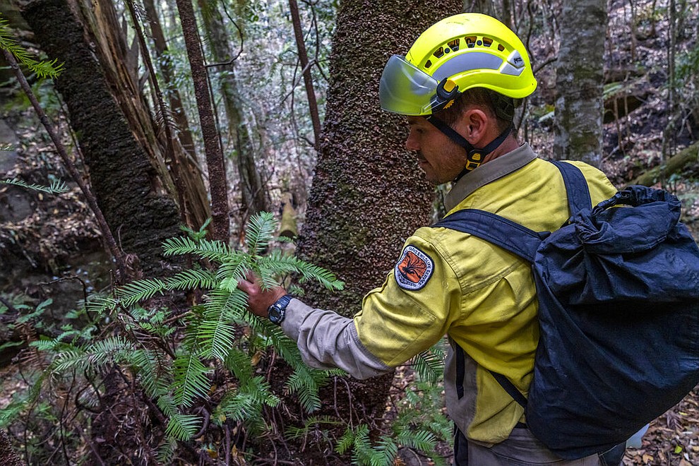 In this photo taken early Jan. 2020, and provided Thursday, Jan. 16, 2020, by the New South Wales National Parks and Wildlife Service, NSW National Parks and Wildlife Service personnel inspect the health of Wollemi pine trees in the Wollemi National Park, New South Wales, Australia. Specialist firefighters have saved the world’s last remaining wild stand of a prehistoric tree from wildfires that razed forests west of Sydney. (NSW National Parks and Wildfire Service via AP)