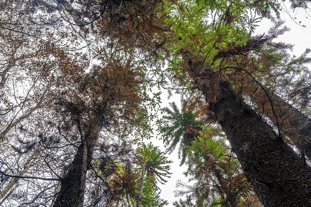 In this photo taken early January 2020, and provided Thursday, Jan. 16, 2020, by the NSW National Parks and Wildlife Service, Wollemi pines tower above the forest floor in the Wollemi National Park, New South Wales, Australia. Specialist firefighters have saved the world’s last remaining wild stand of a prehistoric tree from wildfires that razed forests west of Sydney. (NSW National Parks and Wildfire Service via AP)