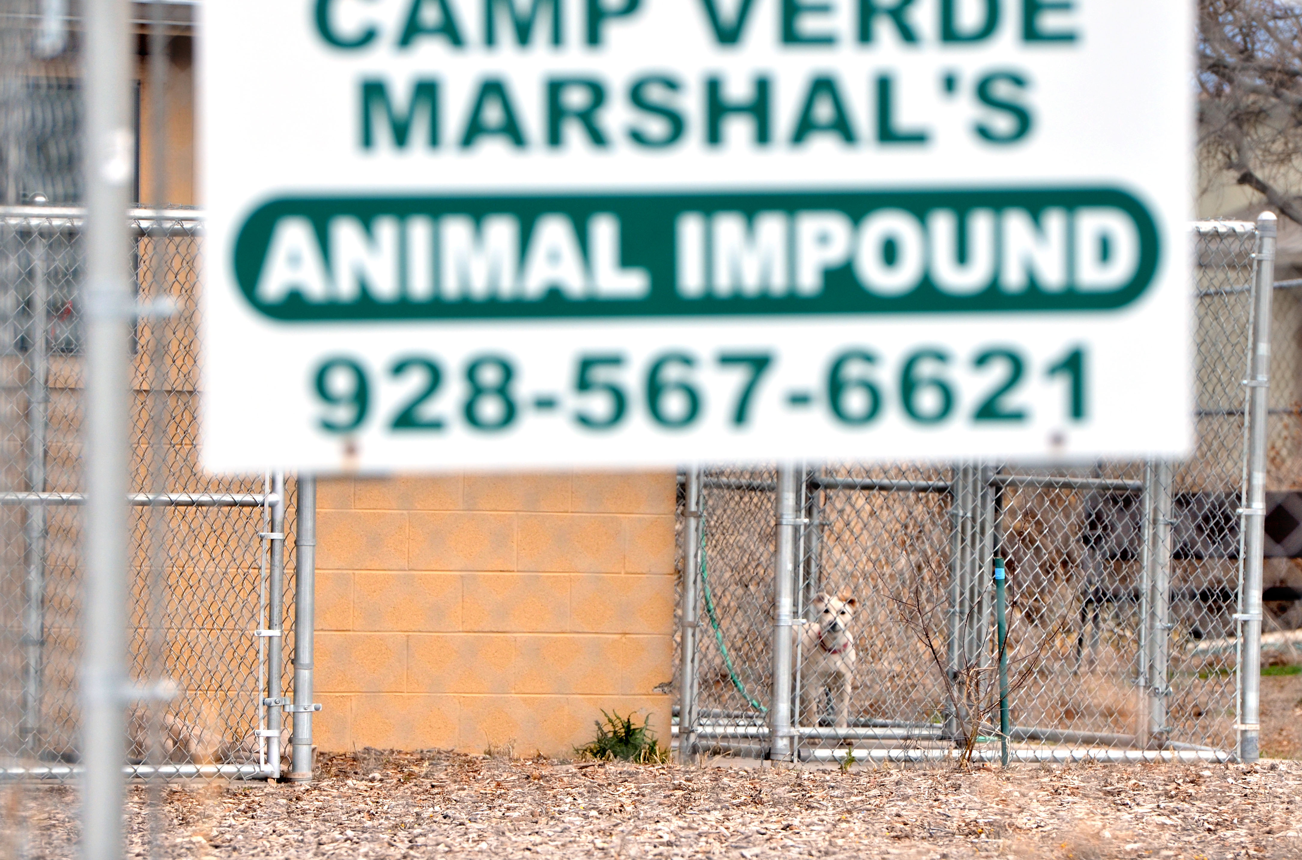 Verde Valley Humane Society stops accepting Camp Verde animals The