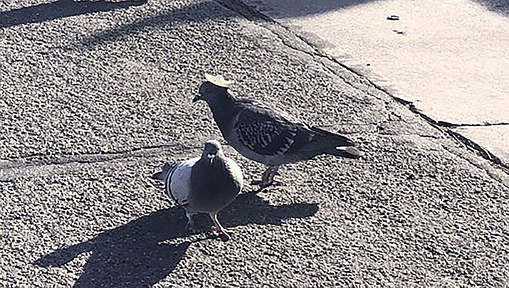 This Wednesday, Jan. 15, 2020, photo provided by Sabra Newby shows a pigeon wearing a tiny sombrero in Reno, Nev., and discovered following sightings of its cowboy hat-wearing cousins in Las Vegas, a city manager said. Reno City Manager Sabra Newby tweeted about the bird, saying it's quirky and fun but still inhumane, KOLO-TV reported. It is the first known sighting of hat-wearing birds in the region, Washoe County Regional Animal Services officials said. The sighting comes after a pigeon in Las Vegas with a miniature cowboy hat glued to its head died earlier this week, animal officials said. (Sabra Newby via AP)