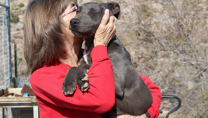 A Day No Dogs Would Die Mohave County Animal Shelter Goes Above And Beyond To Save Lives Kingman Daily Miner Kingman Az