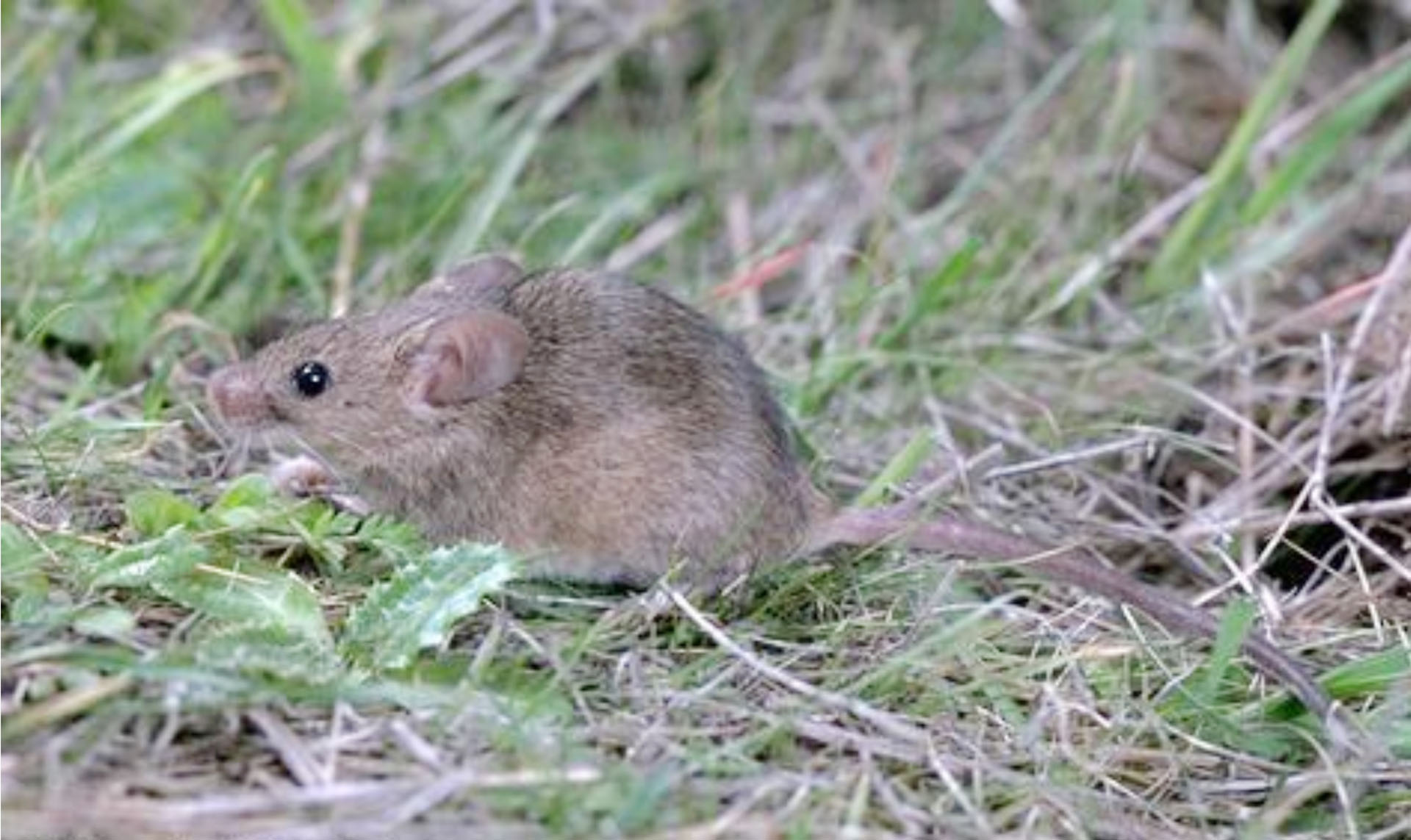 Домовая мышь млекопитающее длина. Полевка. Полевка на задних лапках. Малая Лесная мышь. Европейская Лесная мышь.