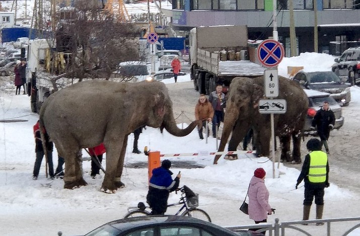 In this handout photo provided by Anna Dubrovskaya, in Yekaterinburg, Russia, Thursday, Jan. 23, 2020. When circus troupe tried to load the animals into a truck to head to the next destination, they resisted and walked away. (Anna Dubrovskaya via AP)