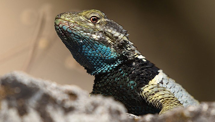 Communication And Evolution Of Sceloporus Lizards In North America, Jan ...