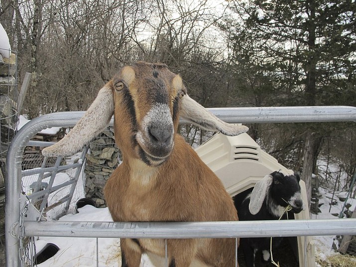 In this Jan. 24, 2020, photo, Lincoln, a Nubian goat, stands in her pen in Fair Haven, Vt. She is running for a second term as honorary mayor of the town against Sammy, a German Sheperd police dog, as a fund-raiser for a community playground. (AP Photo/Lisa Rathke)