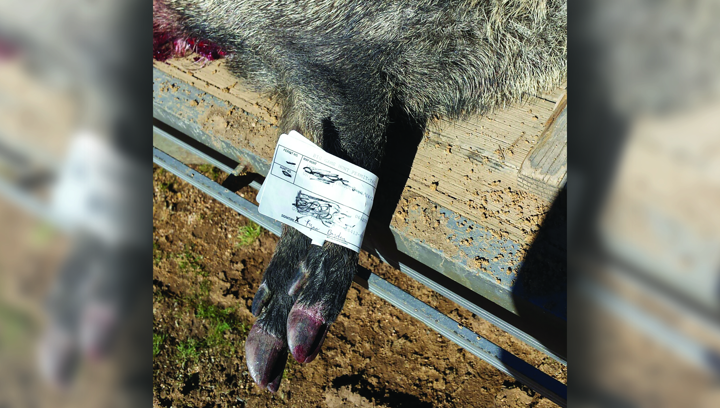 What to do after you’ve downed a javelina Kingman Daily Miner