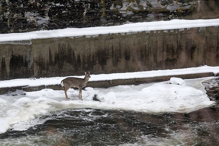 In this Monday, Feb. 10, 2020, photo, deer stands on a diminishing patch of ice in the Sugar River in downtown Claremont, N.H. New Hampshire Fish and Game officials and Claremont Police encouraged onlookers to leave the area hoping the deer would find its way across the shallows to an area where it could safely leave the riverbank. (James M. Patterson/The Valley News via AP)