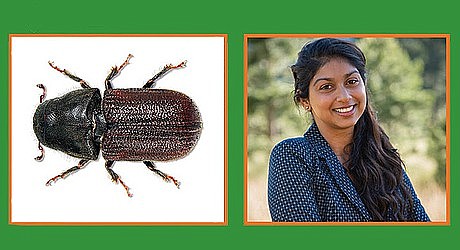 The tenth and final class of this series will be presented by Sneha Vissa, NAU who will discuss "A Day in The Life of Bark Beetles" at Highlands Center for Natural History from 9 a.m. to 12 p.m. on Thursday, Feb. 20. (Highlands Center for Natural History)