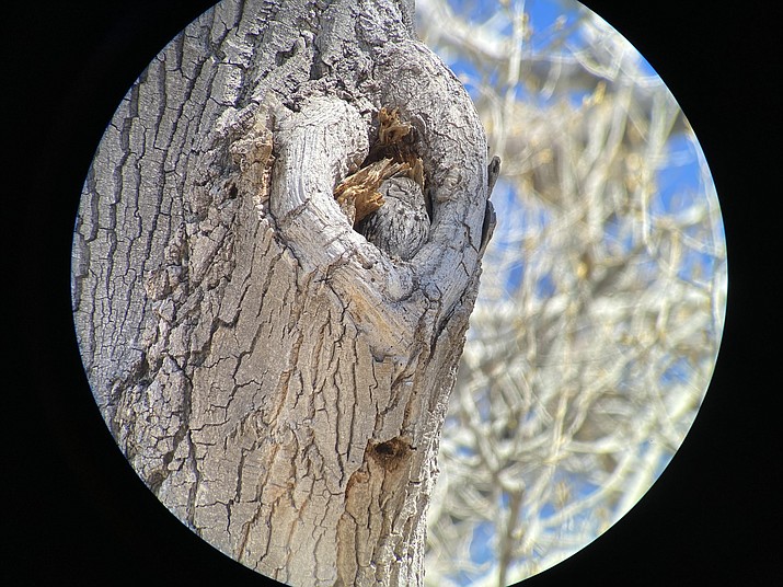 Shown is a western screech owl in a cottonwood tree at the San Pedro Riparian National Conservation Area.(Eric Moore/Courtesy)