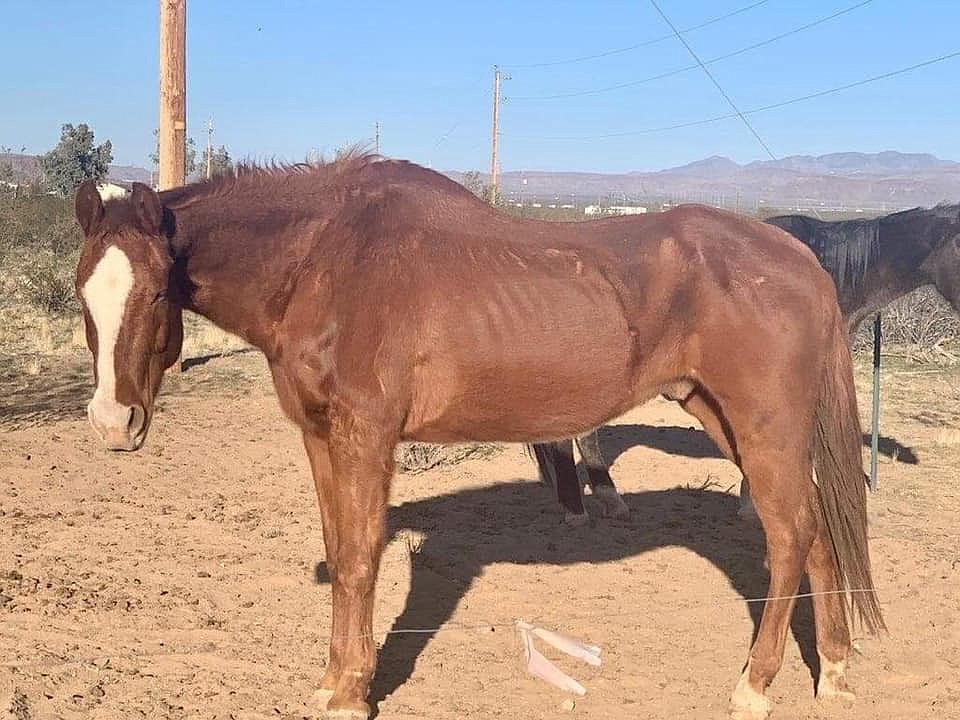 (Mohave County Sheriff's Office)