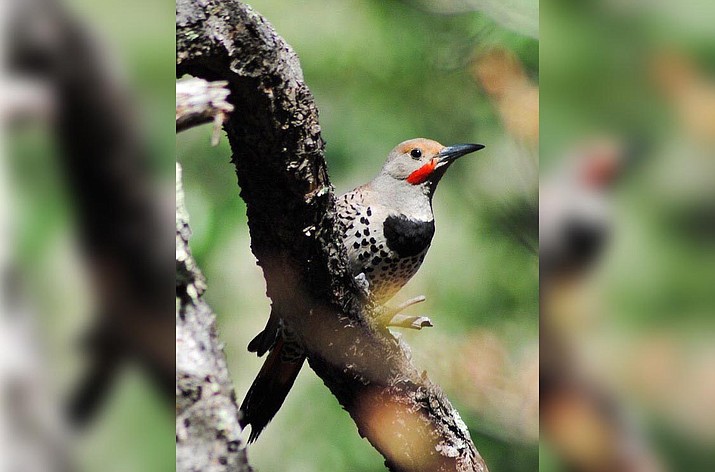 At 6 p.m. Wednesday, Feb. 26 at the Sedona Public Library, learn how gilded and red-shafted flickers respond to their own voice. Courtesy photo