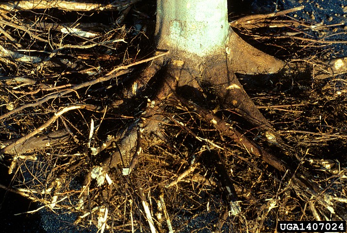 Excavated tree root system shows both woody support roots as well as fine feeder roots. (USDA Forest Service - Northeastern Area, USDA Forest Service, Bugwood.org/Courtesy)