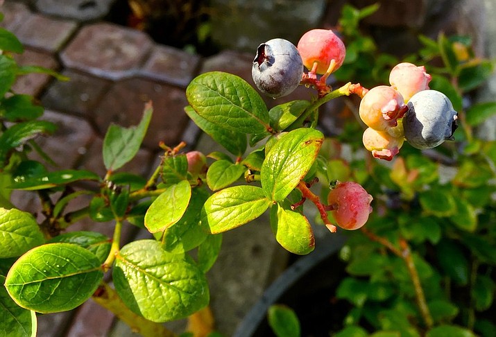 This July 25, 2016 photo of blueberries growing in a container on a property near Langley, Wash., illustrates that gardeners operate on a much smaller scale than farmers yet can make some major sustainability impacts by growing their own food and planting things that don't need as much fertilizer or pesticides, minimizing risks to the environment. (Dean Fosdick via AP)