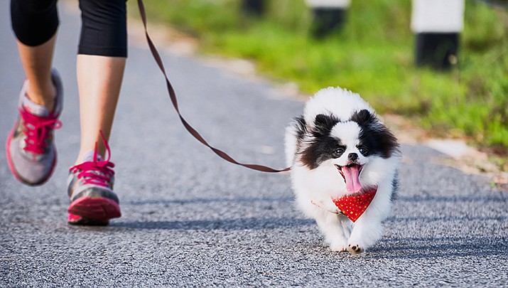 A Community Fair and 5k for Chino Valley Animal Shelter event is being held at Memory Park in Chino Valley from 8 a.m. to 2 p.m. on Sunday, March 15. (Stock image)