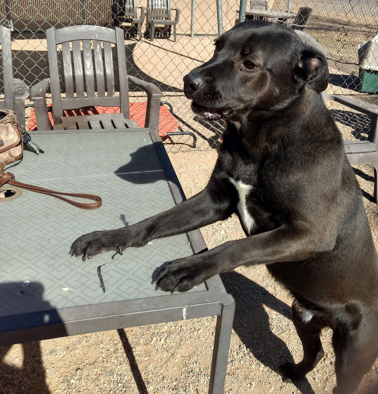 As animal shelters across the nation fill, it’s business as usual in