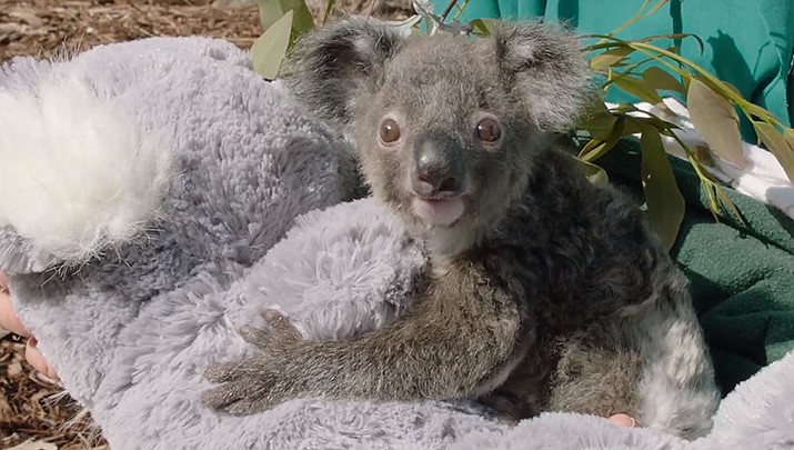 Omeo the Koala Joey is thriving thanks to caregivers at the San Diego Zoo who have been providing around-the-clock care for him, despite the zoo being closed to the public due to the coronavirus outbreak. (Associated Press, YouTube)