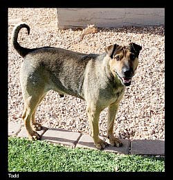 Chino Valley Animal Shelter pet of the week, Todd. (CVAS/Courtesy)