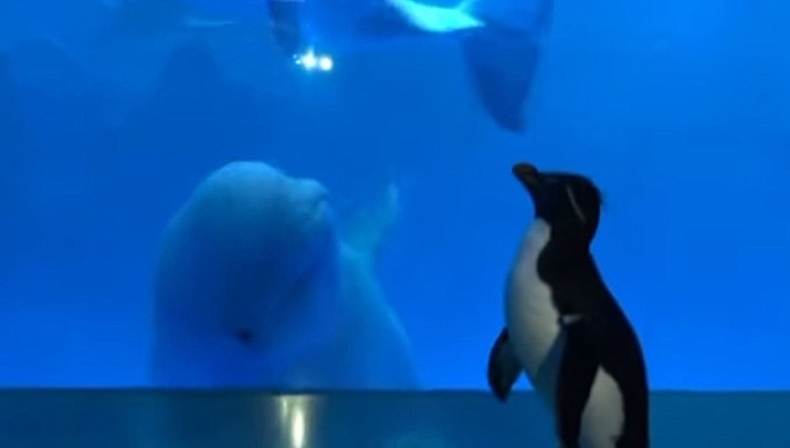 Watch penguin visit beluga whales in aquarium