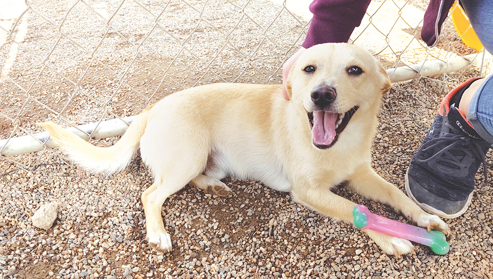 Mohave County Animal Shelter Adoptions Soar Kingman Daily Miner Kingman Az