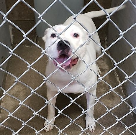 A white Pitbull named Ruckus is safe and sound at the Yavapai Humane Society after allegedly being abused by a man in Chino Valley on March 30, 2020. (Yavapai Humane Society)