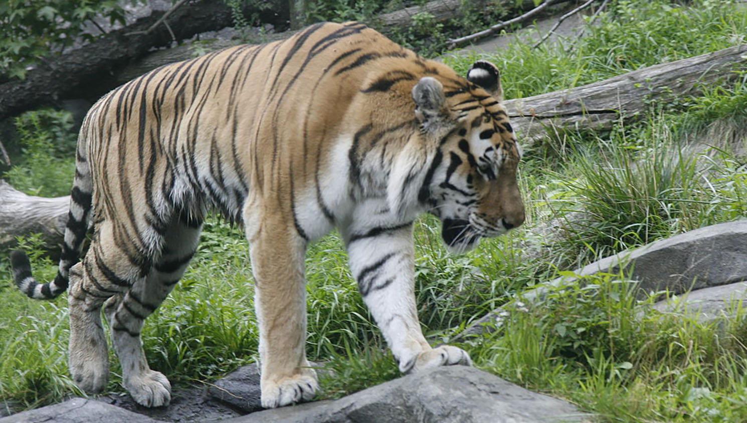 Tiger at NYC's Bronx Zoo tests positive for coronavirus | Kingman Daily ...