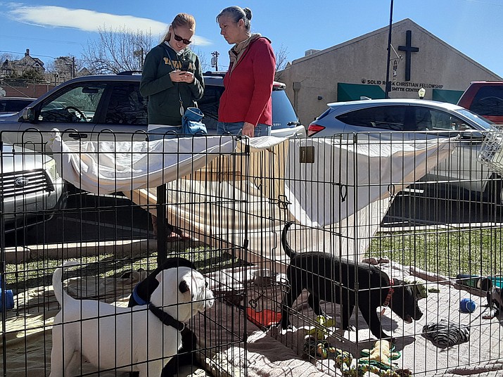 Paw Patrol Yavapai Humane Trappers helping find stray animals a home