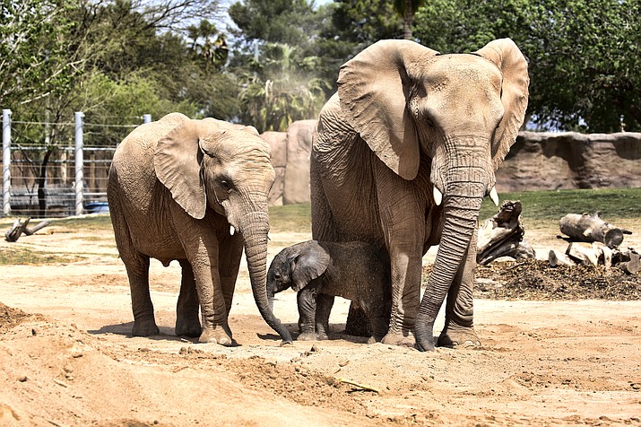 Nandi, 5, is shown with her newborn sister and their mother Semba, right, in their enclosure at the Reid Park Zoo in Tucson, Arizona April 6. (Jed Dodds/Reid Park Zoo via AP)