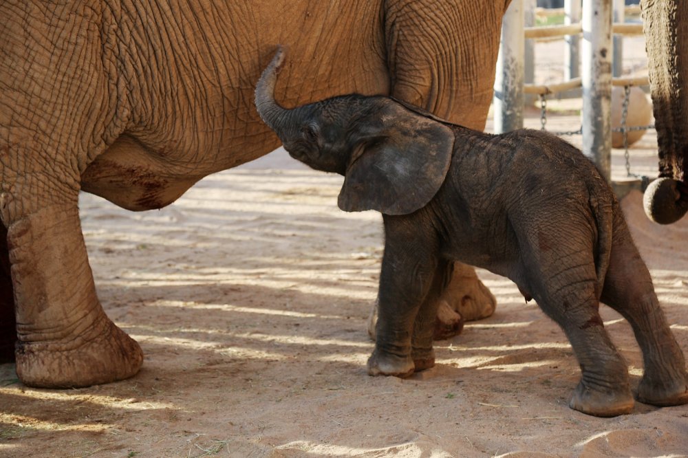 Healthy baby elephant born at Reid Park Zoo in Tucson | The Daily