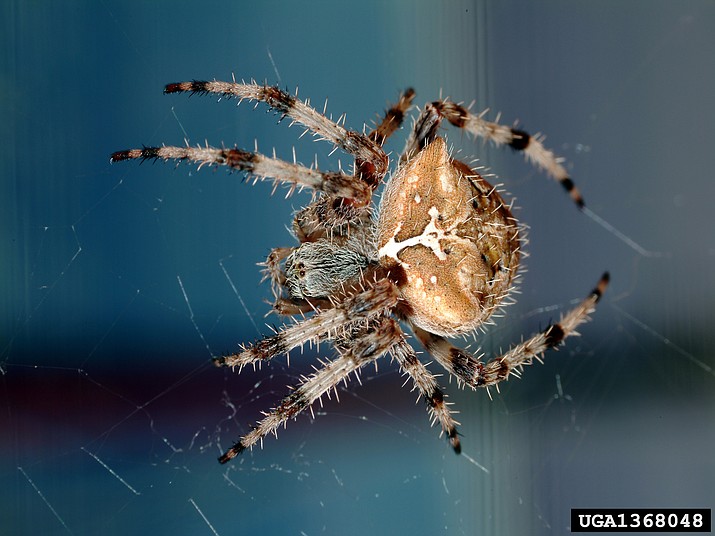 Orb weaver spider. (Neoscona crucifera, Joseph Berger, Bugwood.org/Courtesy)