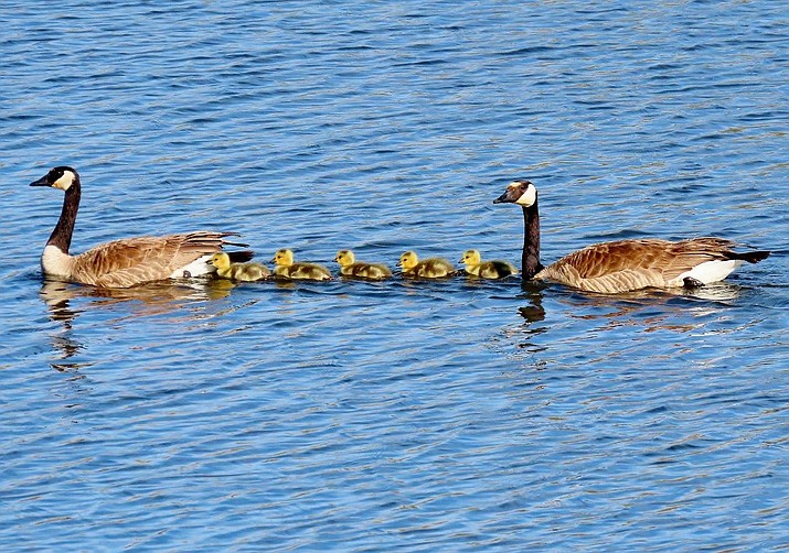 Two Canada geese with five goslings head across Watson Lake on Friday, April 17, 2020. The geese are among the many signs of spring visible at Prescott’s lakes and trails. (Everett Sanborn/Courtesy)