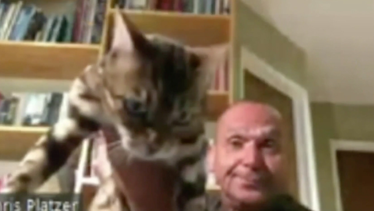 Watch Official resigns after throwing cat during online meeting The
