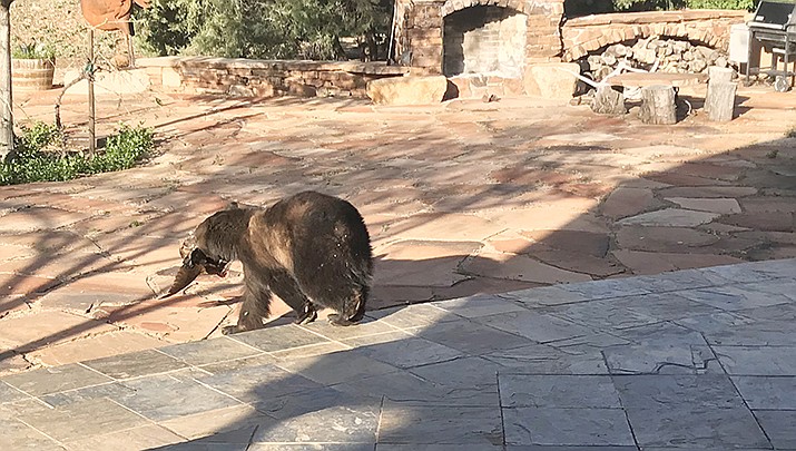 Small black bear visits Prescott Country Club near Dewey for food