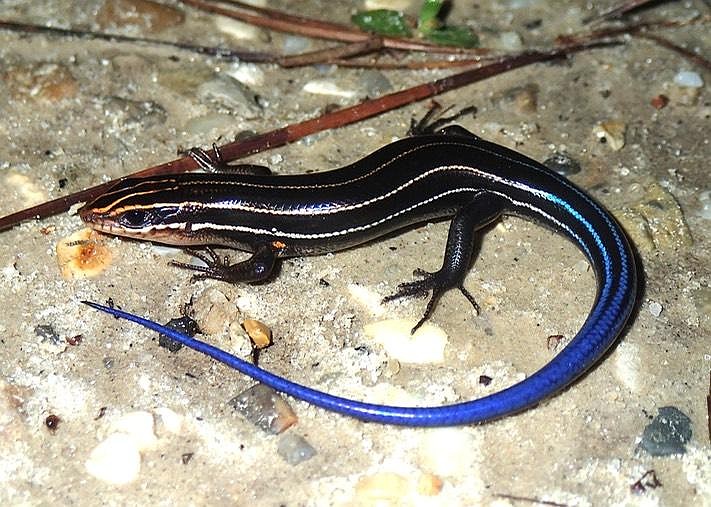A five-lined skink. (Brad Glorioso, USGS)