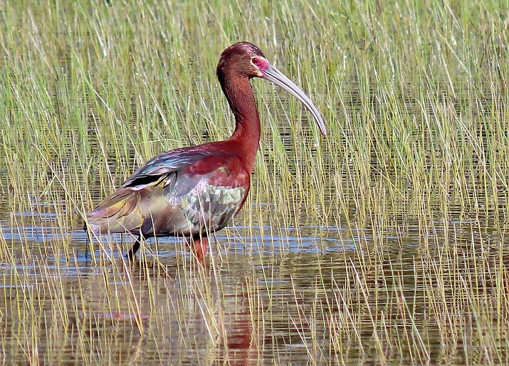 A white-faced ibis we saw on Monday, April 27, 2020, at Willow Lake during our “Big Day.” (Everett Sanborn/Courtesy)