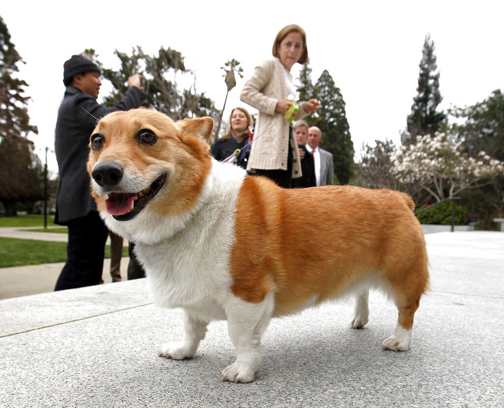 FILE - In this Feb. 15, 2011 file photo, Sutter, a Pembroke Welsh corgi belonging to California Gov. Jerry Brown, and California first lady Anne Gust Brown, background, walks around the east steps of the Capitol in Sacramento, Calif. America’s dogs are having their day as the coronavirus keeps many people at home more with their pets and is spurring so much adoption and fostering that some shelters’ kennels have emptied. But while much is changing for people and pooches around the U.S., there's at least one thing holding as steady as a dog with a favorite toy. (AP Photo/Rich Pedroncelli, File)