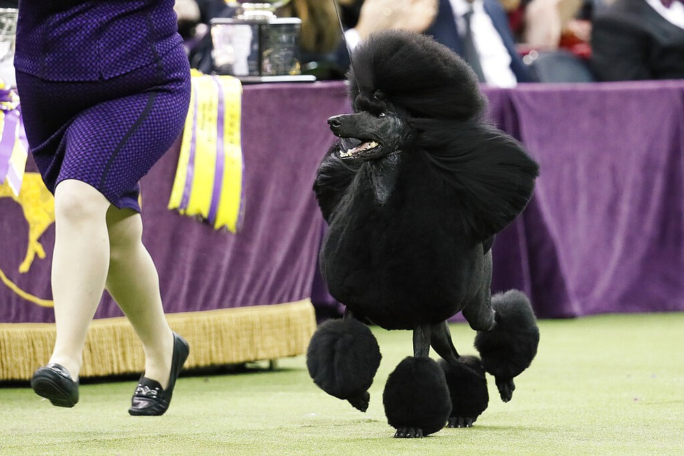 FILE- In this Feb. 11, 2020 file photo, a standard poodle named Siba, competes for Best in Show during the 144th Westminster Kennel Club dog show in New York. America’s dogs are having their day as the coronavirus keeps many people at home more with their pets and is spurring so much adoption and fostering that some shelters’ kennels have emptied. (AP Photo/John Minchillo, File)