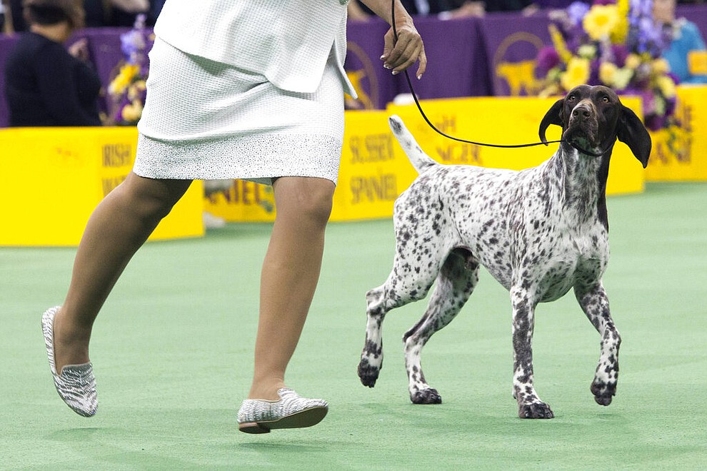 FILE- In this Feb. 16, 2016 file photo, C.J., a German shorthaired pointer, is shown in the ring during the sporting group competition at the 140th Westminster Kennel Club dog show in New York. C.J. won best in Sporting group. The American Kennel Club says that German shorthaired pointer's are the ninth most popular dog breed of 2019. (AP Photo/Mary Altaffer, File)