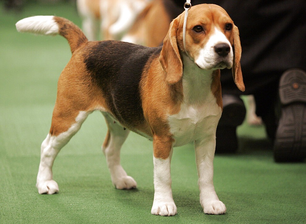 FILE- In this Feb. 14, 2011 file photo, a Beagle waits to be judged during the first day of the Westminster Dog Show in New York. America’s dogs are having their day as the coronavirus keeps many people at home more with their pets and is spurring so much adoption and fostering that some shelters’ kennels have emptied. (AP Photo/Jeff Christensen, File)