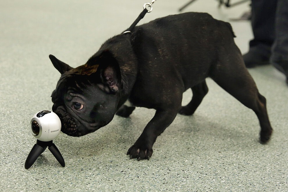 FILE- In this March 21, 2017 file photo a French bulldog named Violet inspects a virtual reality camera in New York. America’s dogs are having their day as the coronavirus keeps many people at home more with their pets and is spurring so much adoption and fostering that some shelters’ kennels have emptied. (AP Photo/Richard Drew, File)