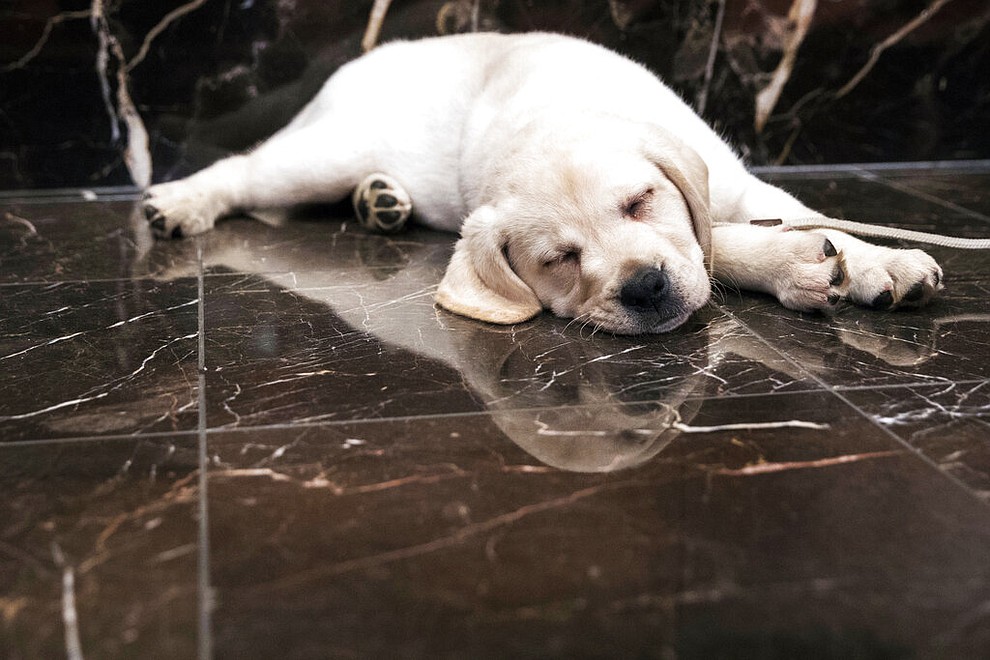 FILE- In this March 28, 2018, file photo, Harbor, an 8-week old Labrador retriever, takes a nap during a news conference at the American Kennel Club headquarters in New York. America’s dogs are having their day as the coronavirus keeps many people at home more with their pets and is spurring so much adoption and fostering that some shelters’ kennels have emptied. (AP Photo/Mary Altaffer, File)