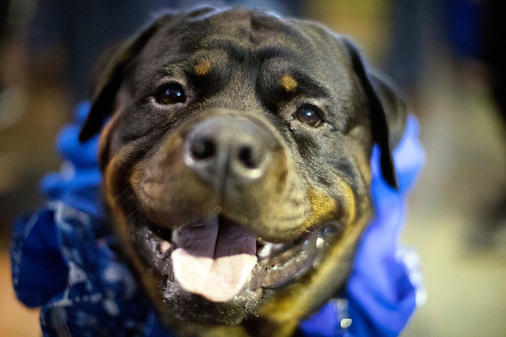 FILE- In this Feb. 11, 2017 file photo, a Rottweiler named Prime, who works as a service dog, is seen during the meet the breeds companion event to the Westminster Kennel Club Dog Show in New York. America’s dogs are having their day as the coronavirus keeps many people at home more with their pets and is spurring so much adoption and fostering that some shelters’ kennels have emptied. (AP Photo/Mary Altaffer, File)